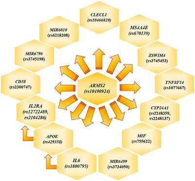 Genetic Determinants Highlight the Existence of Shared Etiopathogenetic Mechanisms Characterizing Age-Related Macular Degeneration and Neurodegenerative Disorders